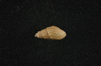 藏品(瘤蜷)的圖片